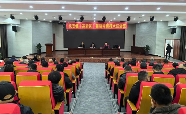 长安镇春季葡萄种植管理培训开班