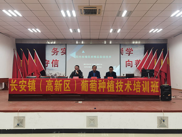 长安镇举办葡萄种植技术培训