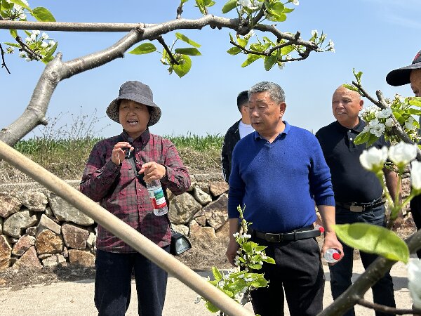 马桥成校农村实用人才赴安吉考察南方梨生态种植新路径