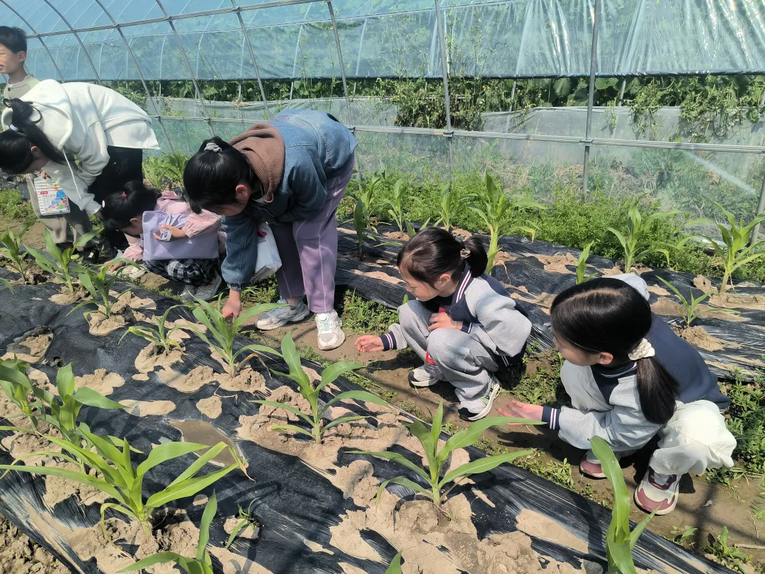 大棚里的“扫黄打非”课，护苗更护丰收年