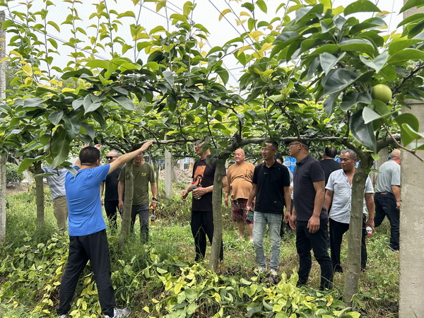 马桥成校组织鑫农匠乡村共富人才培训班外出江苏丹阳考察共富梨园基地